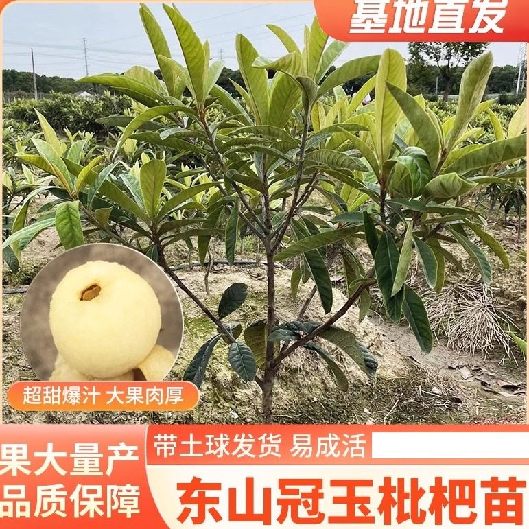 冠玉枇杷嫁接苗发源地苏州东山冠玉枇杷苗现挖带土球发货庭院果树 - 实物图