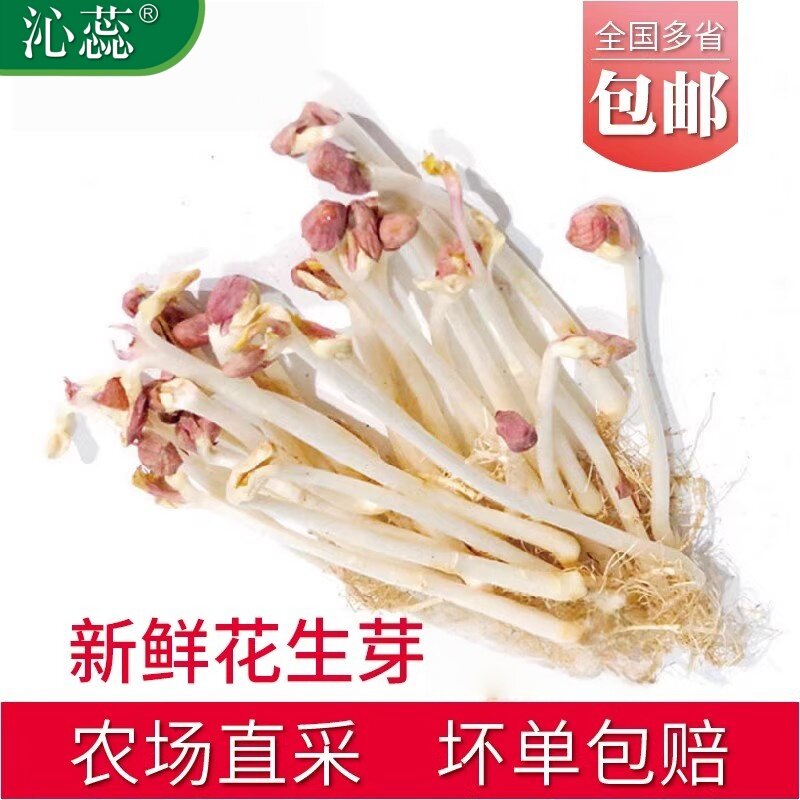【沁蕊】新鲜3花生苗花生芽