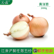 沁蕊 沙拉黄洋葱 新鲜蔬菜黄洋葱 2斤装 1000g 白洋葱