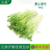 沁蕊 沙拉菜新鲜九牙生菜 新鲜黄心苦叶 500g 嫩黄心 苦菊生菜