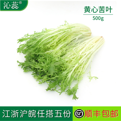 新鲜苦菊新鲜种植包邮