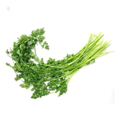 细叶芹 西餐香料 雪维菜 有喙欧芹 100g 新鲜香料 沁蕊