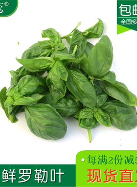 【沁蕊】新鲜罗勒叶西餐甜圣欧罗500g全多省包邮意面青酱调料