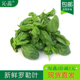 意面青酱调料 包邮 沁蕊 新鲜罗勒叶西餐甜圣欧罗500g全多省