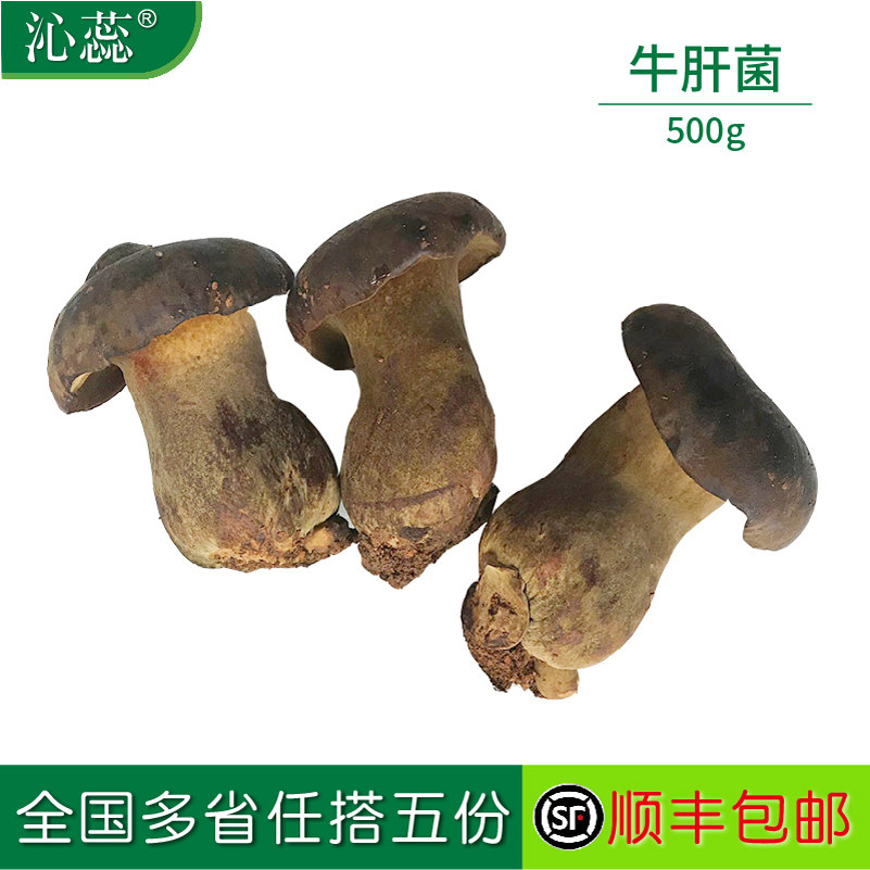 黑牛肝菌新鲜 500g 新鲜食用菌牛肝菌