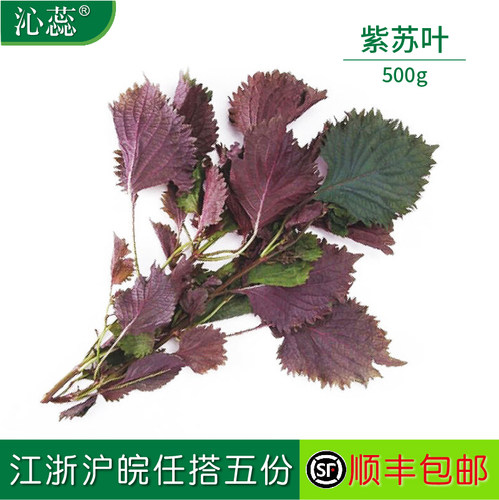 新鲜500g去腥香草紫苏叶