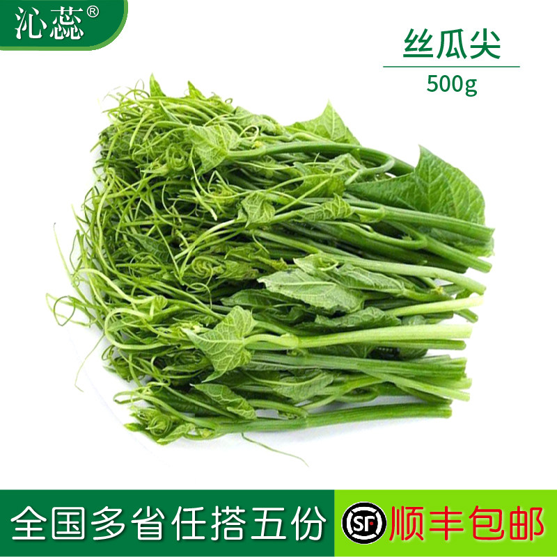 新鲜丝瓜尖，龙须菜，瓜藤 - 实物图