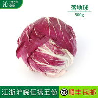 【沁蕊】新鲜落地球 生菜 红叶包菜 红菜落地球 红菊苣500g