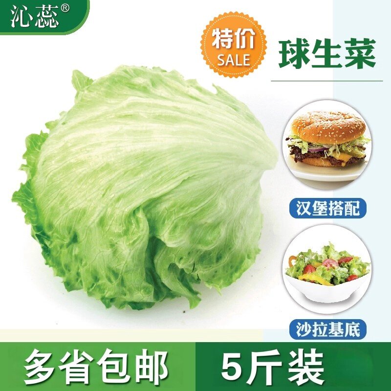 新鲜沁蕊球生菜5斤包邮