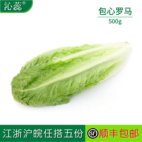 【沁蕊】新鲜包心罗马罗马生菜