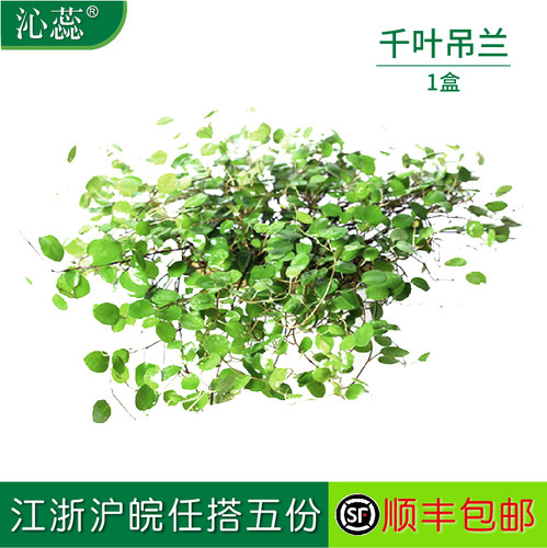 新鲜千叶兰长寿藤沁蕊冷艺摆盘