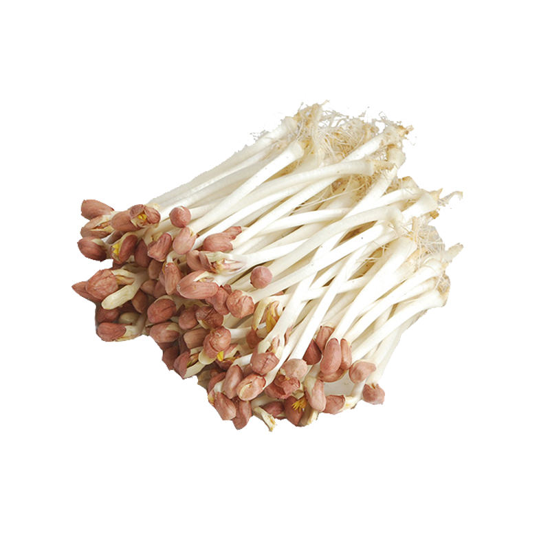 新鲜花生芽花生苗沁蕊
