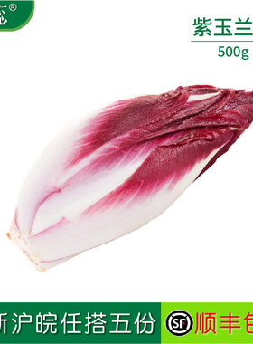 新鲜紫玉兰菜500g 红玉兰芽球菊苣蔬菜chicory比利时沙拉西餐食材