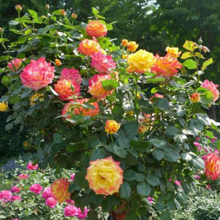 庭院植物阳台盆栽观花花卉藤本月季花苗光谱爬藤蔷薇苗玫瑰花欧月