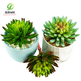佛手莲塑料绿植假植物盆栽摆件diy组合盆景市内相框花艺秋色款