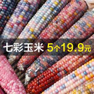 文玩玉米毛料整根手把件迷你七彩玻璃宝石血丝小玉米七彩宝石种子