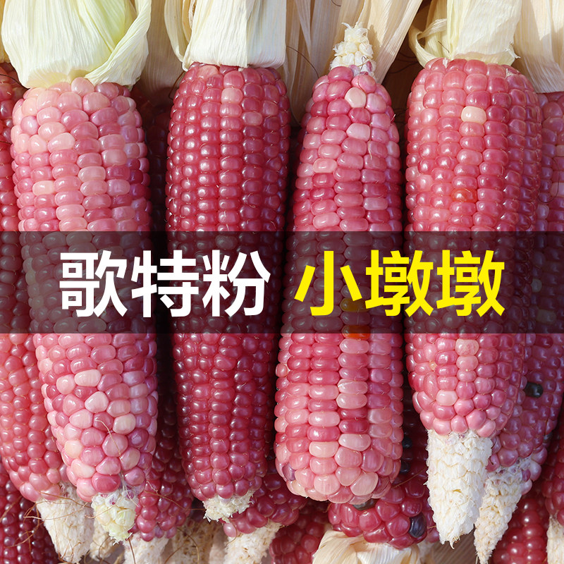哥特粉纯粉宝石文玩玉米图片