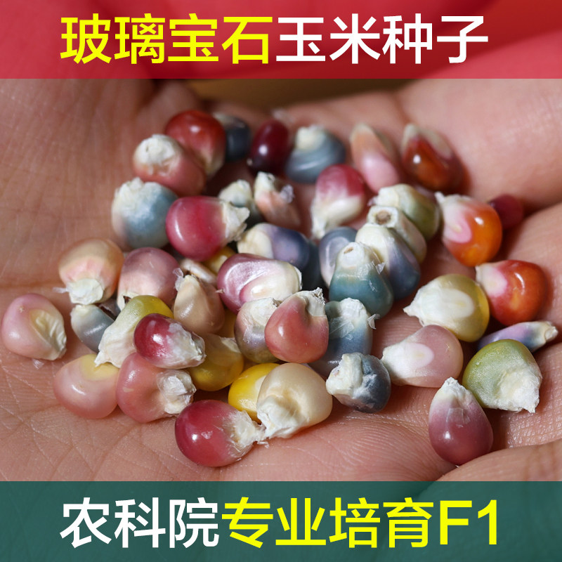 文玩玉米血丝宝血种子 七彩玻璃彩色宝石玉米种籽F1图片