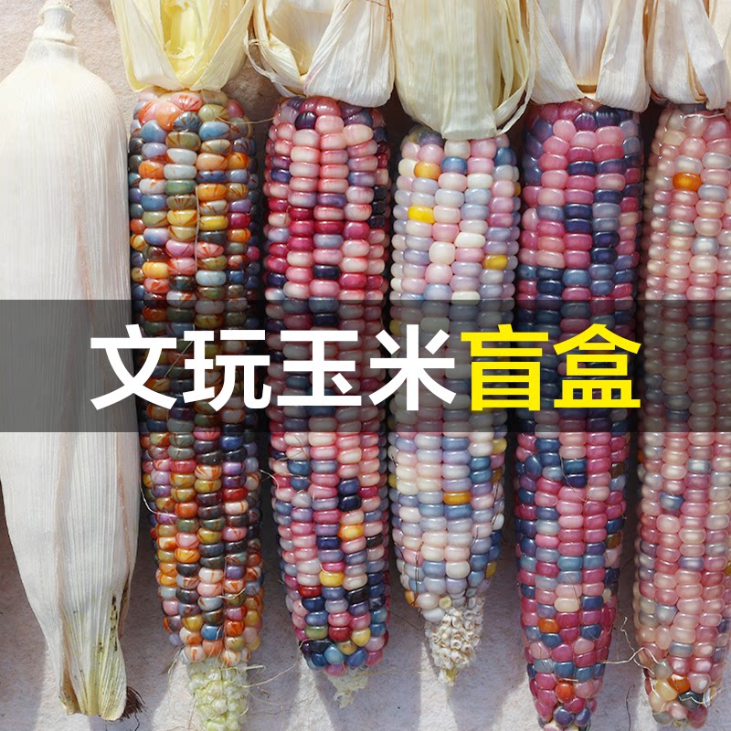 文玩玉米毛料盲盒批发摆摊整根手把件迷你七彩玻璃宝石血丝小玉米图片