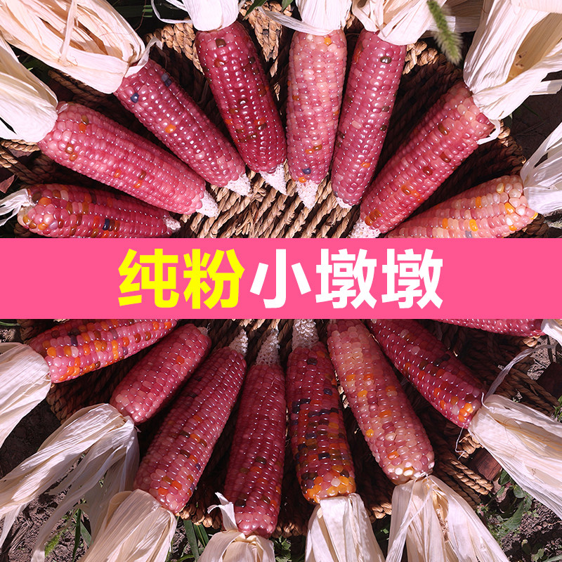 文玩玉米粉色小墩墩盲盒图片