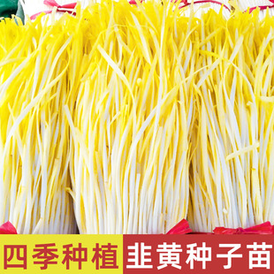 韭黄种籽盆栽根苗南宫黄韭种子四季韭菜根蔬菜种孑冬季耐寒菜种