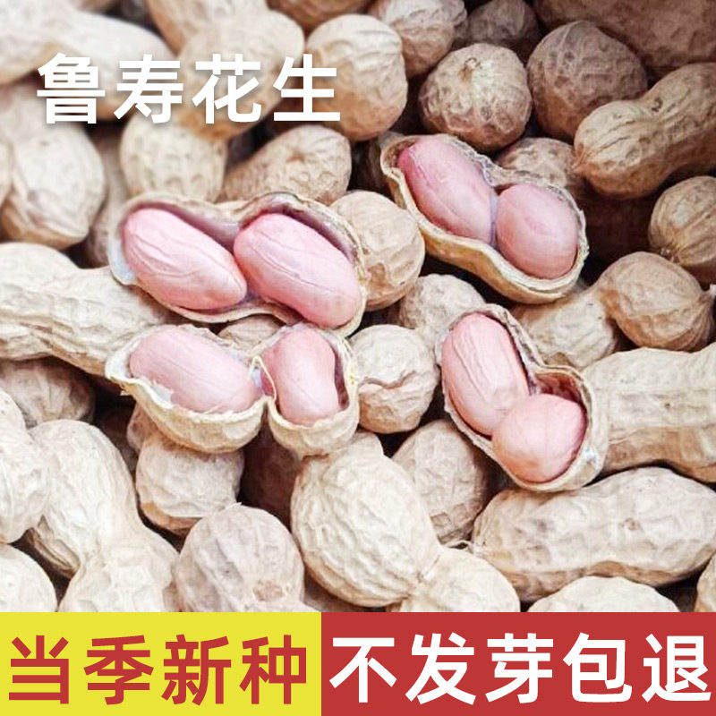 山东高产花生种籽原种剥壳种子早熟红皮本地鲁寿花生种大粒孑带壳