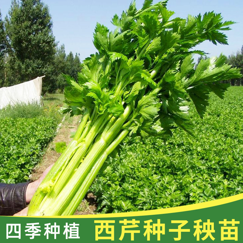 大西芹四季种籽蔬菜秧苗