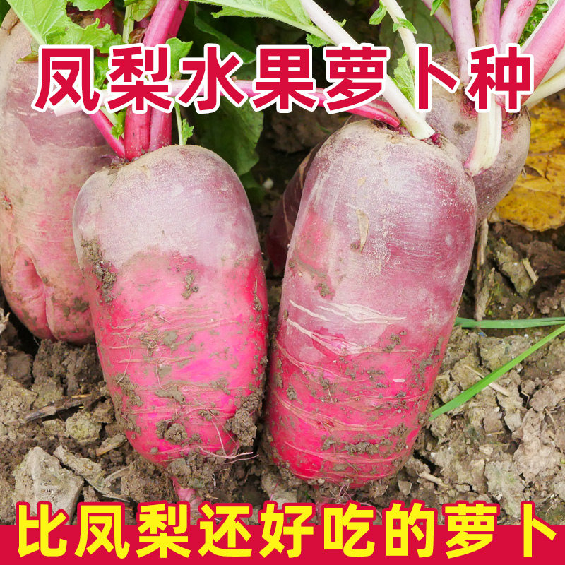 凤梨水果萝卜种子四季种籽孑大全红心夏季菜种秋季红皮风梨罗卜