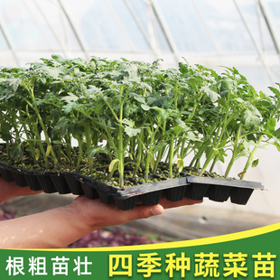 冬天种的菜苗南方种四季各种秧苗大全阳台易活适合冬季盆栽蔬菜苗