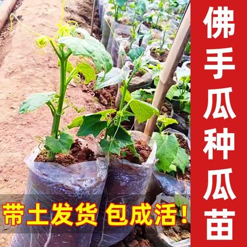 高产佛手瓜种子带土秧苗