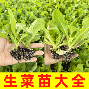 生菜苗带土带根奶油蔬菜秧苗冬季种子阳台菜苗大全适合冬天种的菜
