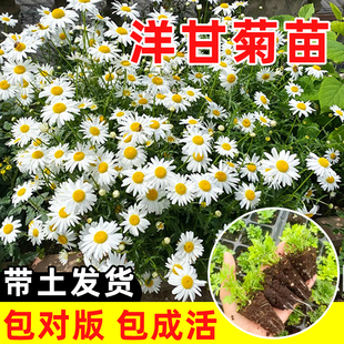 洋甘菊苗四季花苗适合冬天种的花阳台菊花盆栽花卉种子花籽冬季