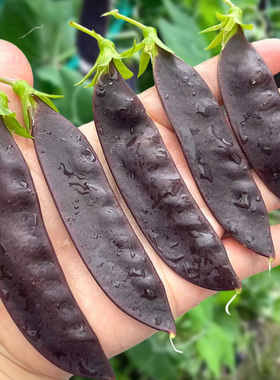 紫荚荷兰豆种子四季蔬菜种籽孑高产矮生不搭架紫色扁豆春季菜种