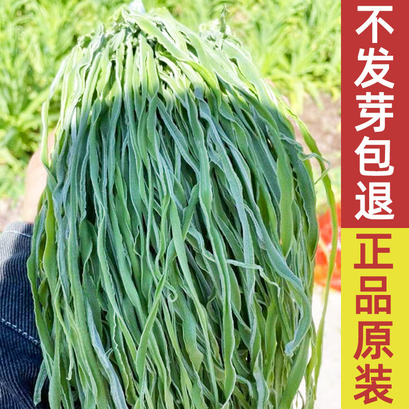 四川贡菜种子四季种籽冬天种的菜种农家山蜇菜蔬菜种孑菜南方响菜