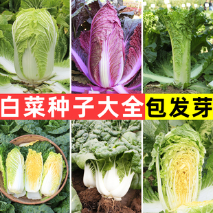 白菜种子大全四季籽种适合春天种的蔬菜种籽孑黄心秋白菜冬季菜种