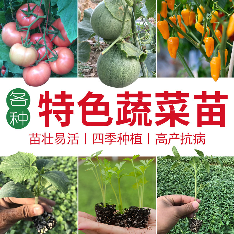 番茄苗种子籽黄瓜茄子辣椒南方菜苗圣女果四季盆栽蔬菜苗孑秧西瓜