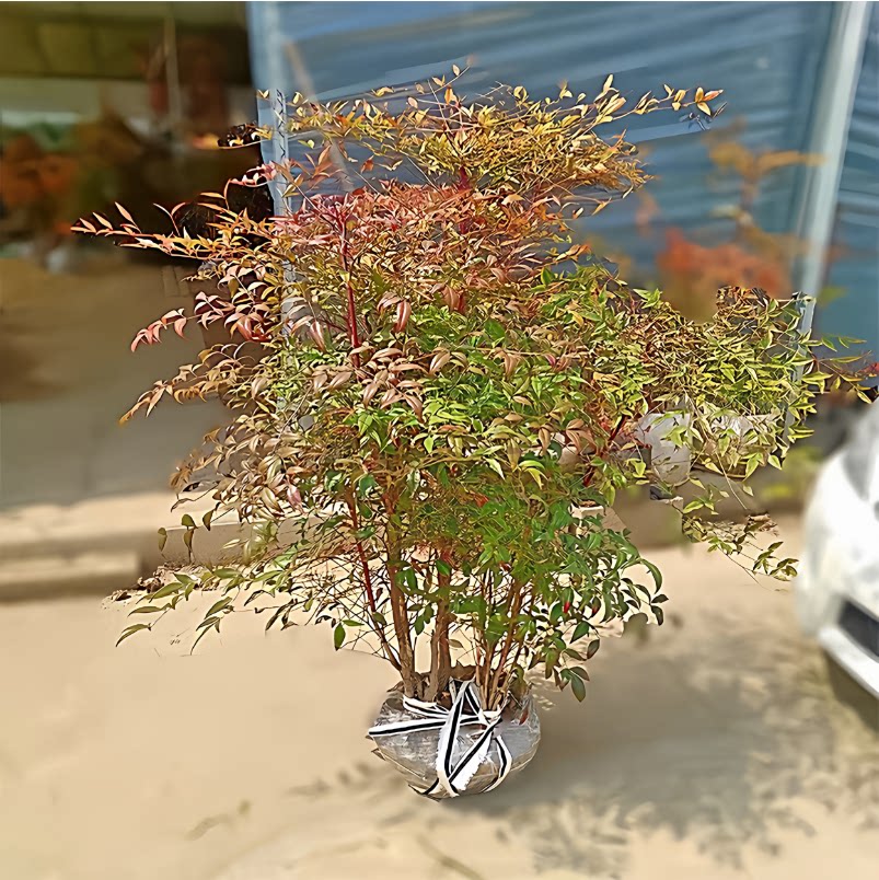 南天竹盆栽花苗室外老桩观叶树苗绿化庭院阳台绿植竹子耐寒耐热