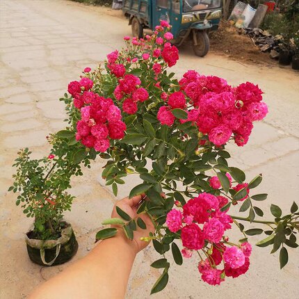 木香花苗爬藤重瓣四季白黄甜蜜带土带花植物室内庭院浓香花卉盆栽