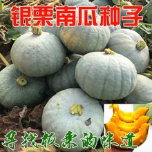 新疆银栗甜栗南瓜种子板栗味南瓜种籽白皮南瓜种孑耐储运春季四季