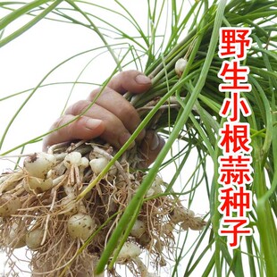 东北小根蒜种子野韭葱野葱野蒜阳台盆栽蔬菜种籽山蒜薤白大脑瓜孑