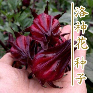 正版洛神花种子玫瑰茄种籽红桃 K食用花茶种阳台花园室内外花种籽