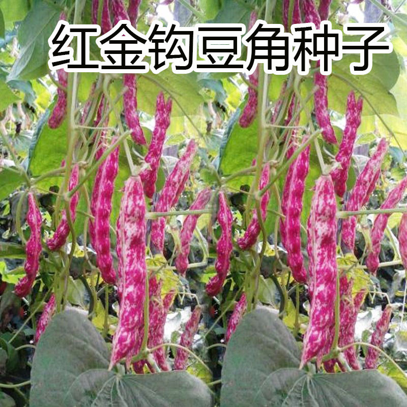 东北黄金勾红金钩豆角架豆王种子高产油豆角种籽沟扁豆春季蔬菜孑