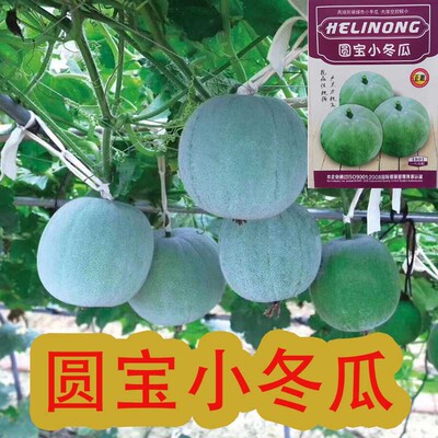 圆宝小冬瓜种子种籽四季高产香芋肉厚皮薄耐热东瓜孑迷你冬季蔬菜