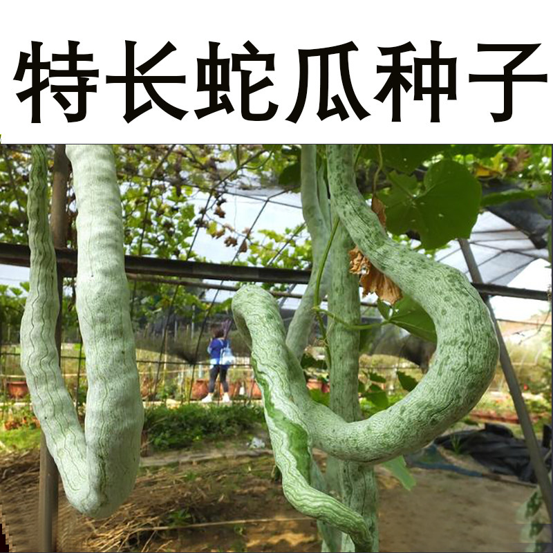 蛇瓜种籽种子苗四季长蔬菜孑特大超长巨型丝瓜特长南方蛇豆角孑