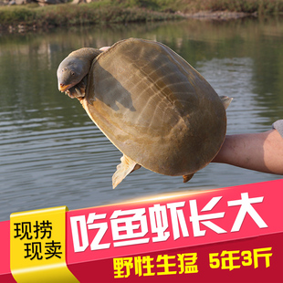 广西黄沙鳖生态外塘甲鱼鲜活食用水鱼团鱼圆鱼中华老鳖野外3斤
