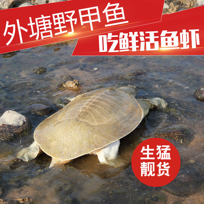5年外塘甲鱼鲜活食用野外生态甲鱼团鱼水鱼活体广西黄沙鳖老王八