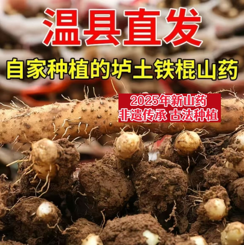 【鲜大叔】现挖山药垆土新鲜粉糯