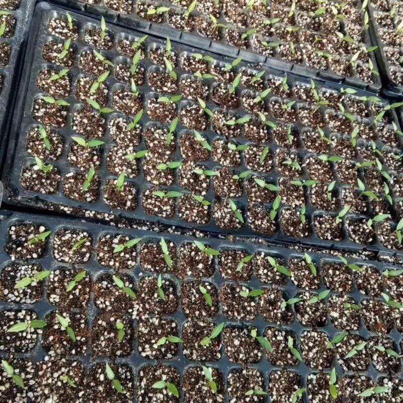 热销穴盘播种器播种机育苗器辣椒莴笋生菜白菜花菜西兰花蔬菜中药