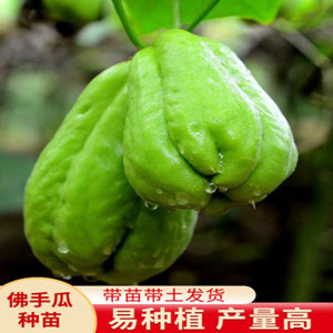 佛手瓜种瓜种苗龙须菜种子籽带芽新鲜福寿瓜苗春季四季盆栽蔬菜苗