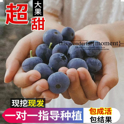 蓝莓树果苗盆栽蓝梅树苗